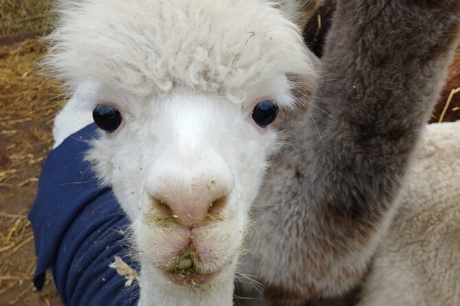 Valpairiso Build-Your-Own Combo Tour - Santiago - Good To Know