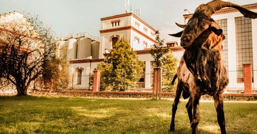 Velke Popovice: Kozel Brewery Tour With Beer Tasting