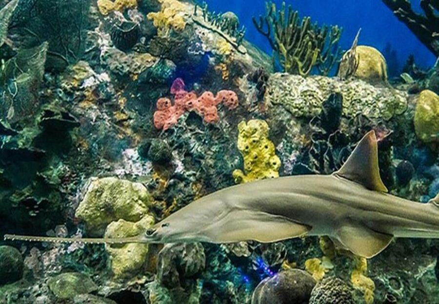 Veracruz: Sightseeing City Tour and Aquarium - Good To Know