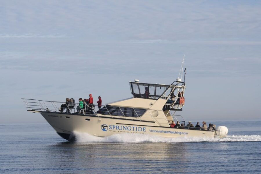 Victoria: 3-Hour Whale Watching Tour - Good To Know