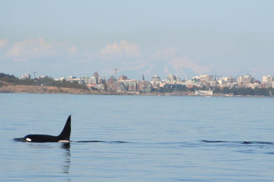 Victoria: 3-Hour Zodiac Whale-Watching Tour - Good To Know