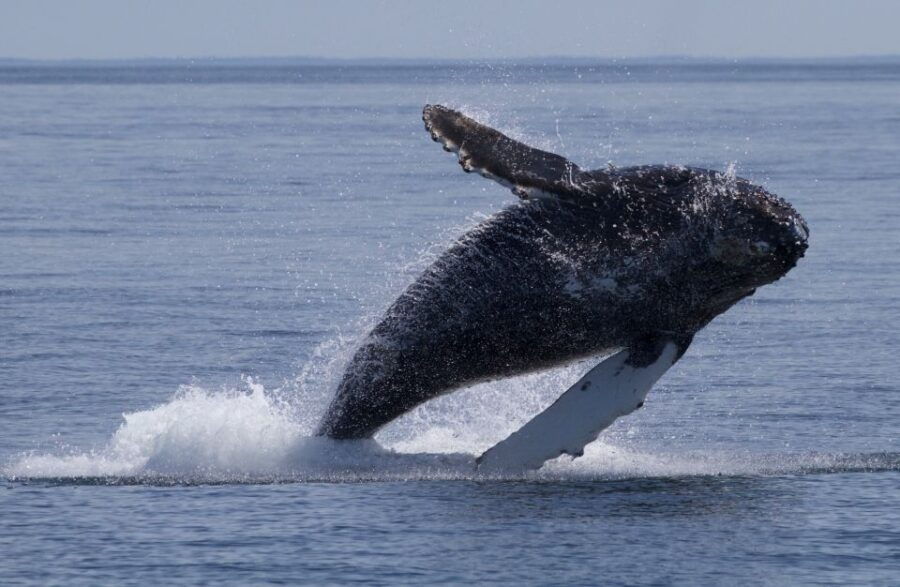 Victoria, BC: 3-Hour Ultimate Whale & Marine Wildlife Tour - Good To Know