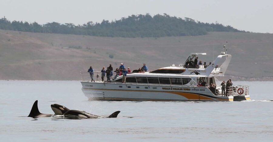 Victoria: Guided Wildlife-Watching Tour by Catamaran - Good To Know
