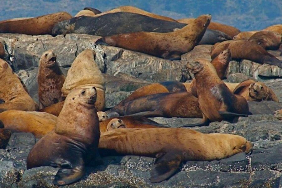 Victoria: Marine Wildlife & Whale Watch Tour - Good To Know