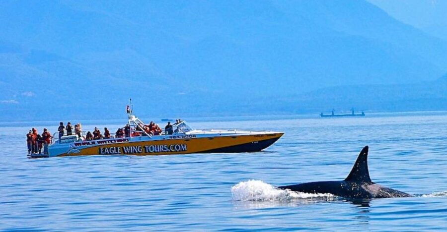 Victoria: Morning Whale-Watching Tour in Scarab Boat - Good To Know