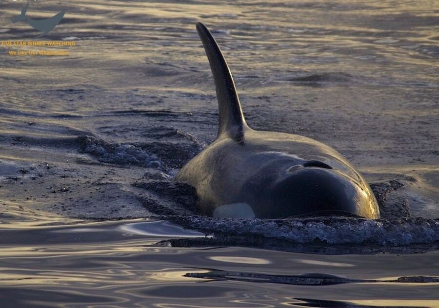Victoria: Sunset Whale Watching Tour - Good To Know