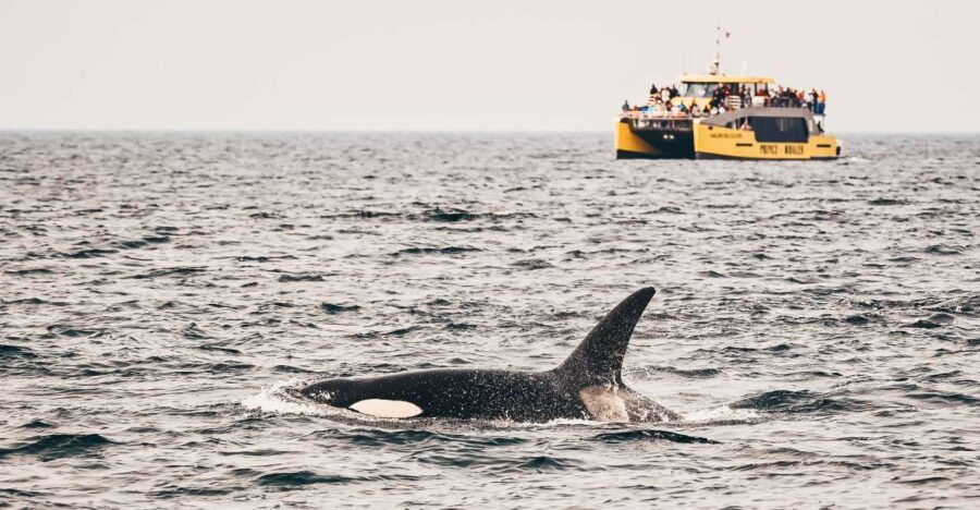 Victoria: Whale Watching Cruise by Covered Boat - Good To Know