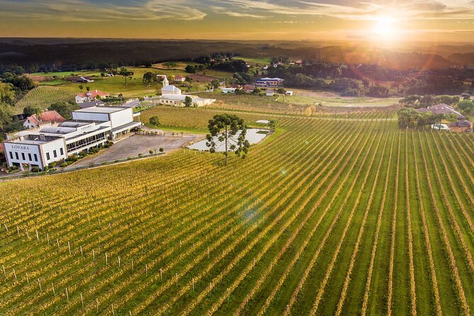 Vineyard and Wine Tasting Tour: Miolo, Lovara, and Peterlongo (Feb )