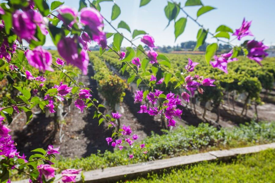 Vineyards of Alicante: Wine Tasting Tour