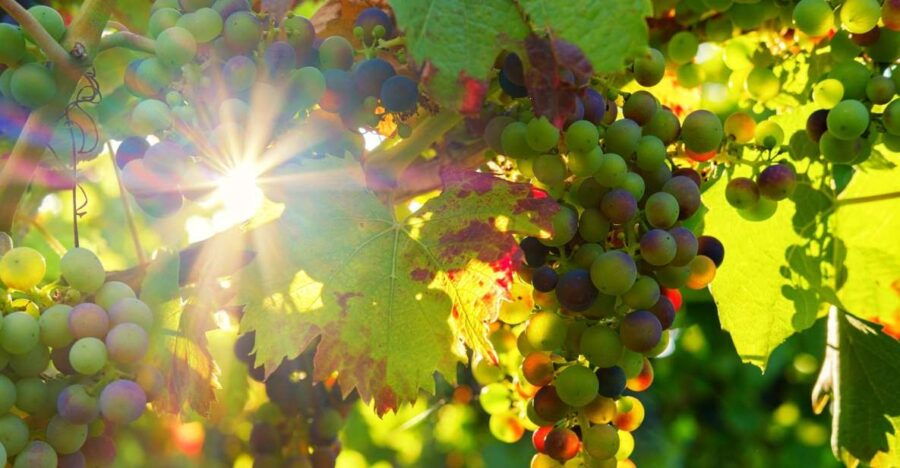 Vinho Verde Full-Day Premium Wine Tour