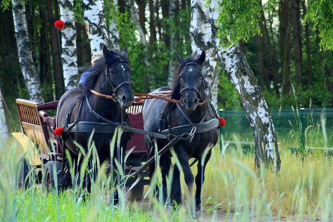 Vinyard Tour By Horse & Carriage With Delicious Tasting – Umbria