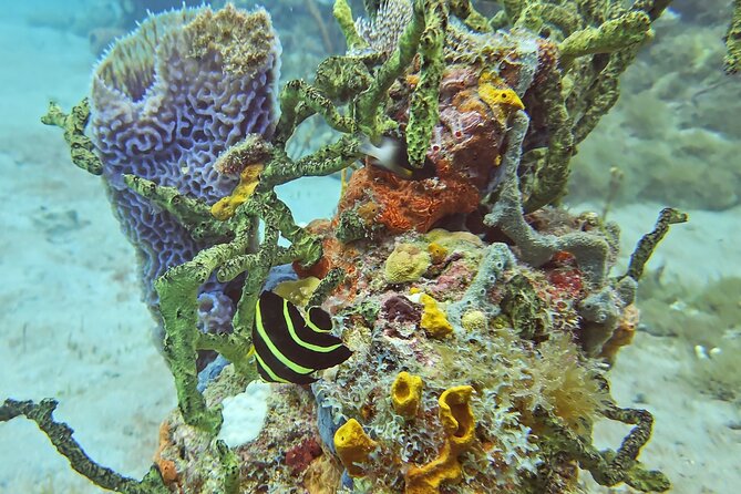 VIP Private Guided Scuba Diving/Snorkeling Excursion