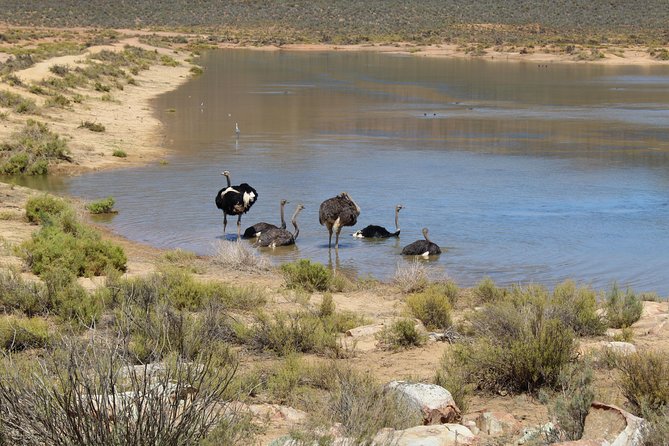 Visit Big 5 Aquila Game Reserve Group Transfer UP To 13 Pax From Cape Town F/D - Booking Details and Requirements