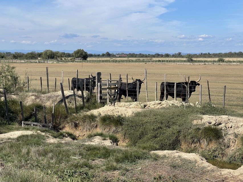 Visit Camargue and Espiguette Lighthouse From Montpellier