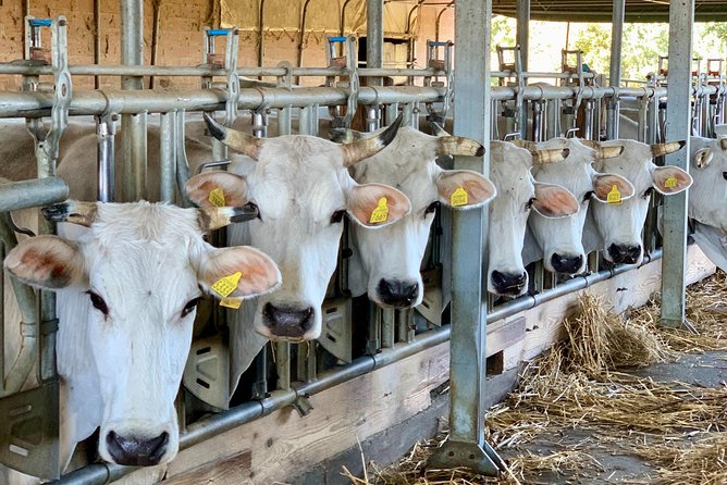 Visit Chianina Organic Farm With Bistecca Beef Lunch - Good To Know