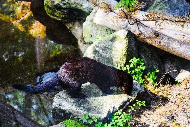 Visit Ranua Arctic Wildlife Park From Kemi - Good To Know