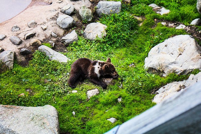 Visit Ranua Arctic Wildlife Park - Good To Know