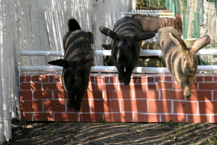 Visit the Princes’ Vegetable Garden