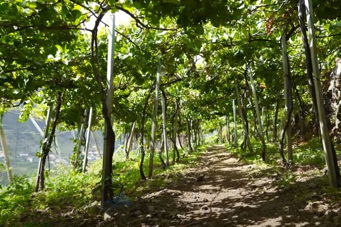 Visiting Local Vineyard With Wine Tasting & Lunch Included