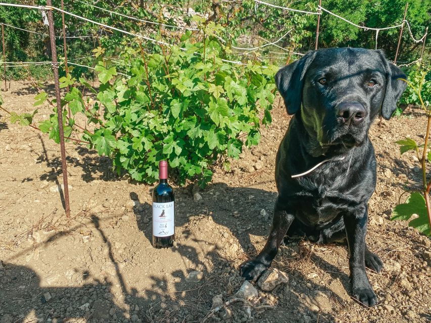 Volada: Vineyard Visit With Wine Tasting and Nature Walk - Good To Know