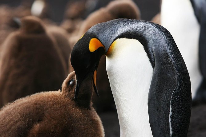 Volunteer Point in Falkland Islands - Good To Know