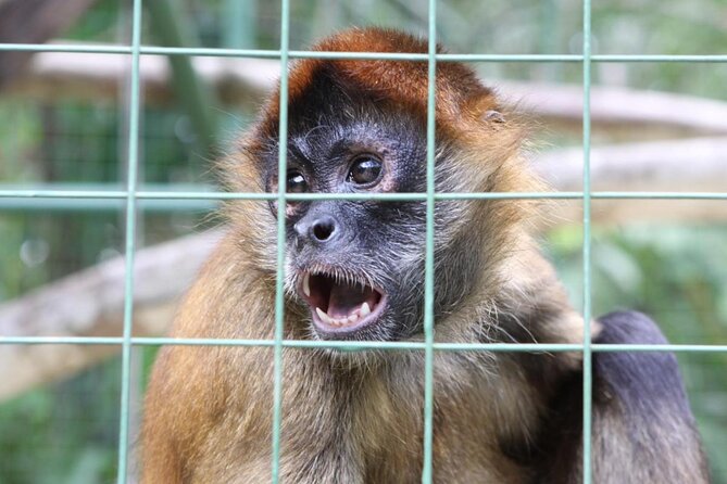 Volunteer Program at Wildlife Rescue Center in Costa Rica - Good To Know