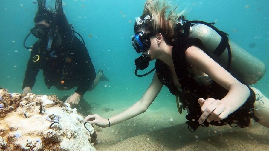 Waikiki: Honolulu Beginner Scuba Diving With Videos - Good To Know