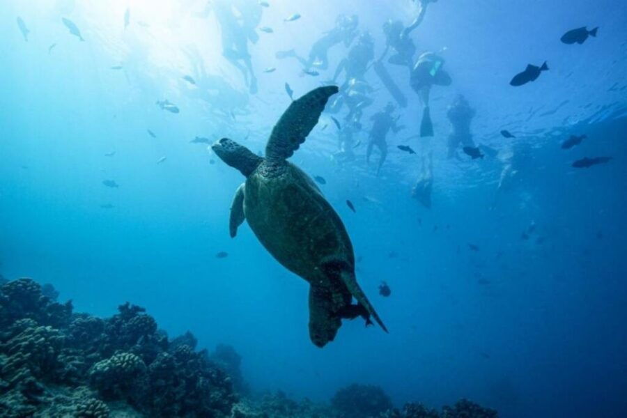 Waikiki: Snorkel Tour With Hawaiian Green Sea Turtles