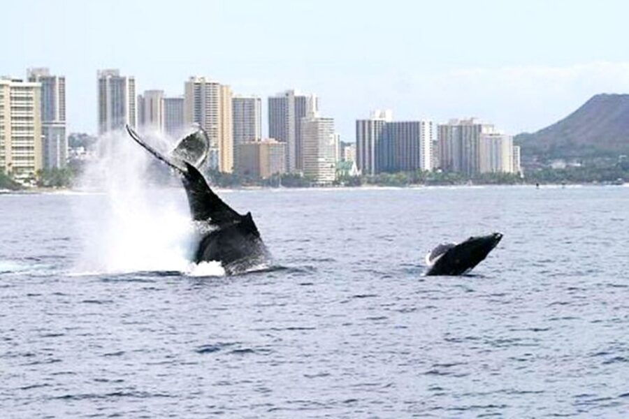 Waikiki: Whale Watching Cruise