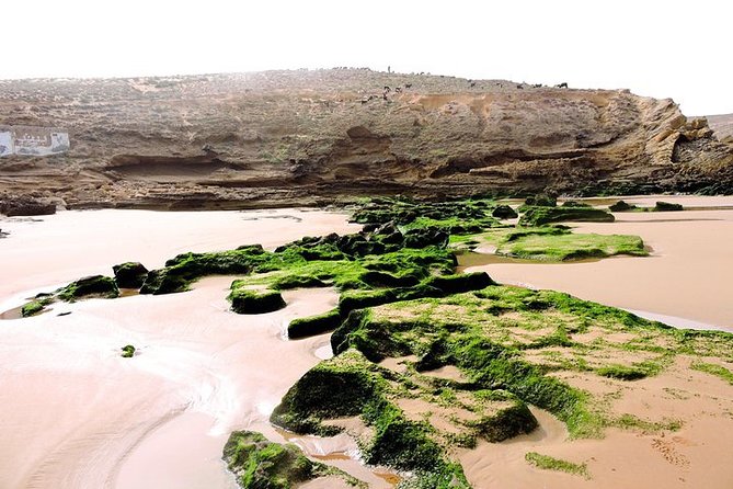Walk Between Argan Forest, Ocean & Waterfalls