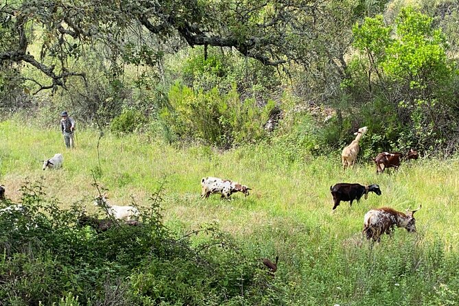 Walk in the Hills With Goat Herder-Local Honey, Wine and Cheese Tasting - Good To Know