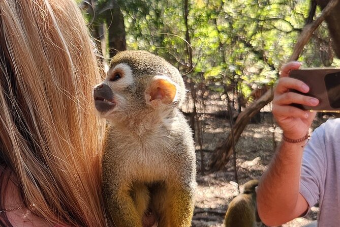 Walk With Elephants Experience Plus Monkey Forest Walk - Walk With Elephants Experience Overview