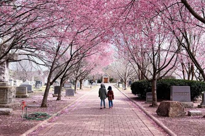 Washington Cherry Blossoms Guided Bus Tour