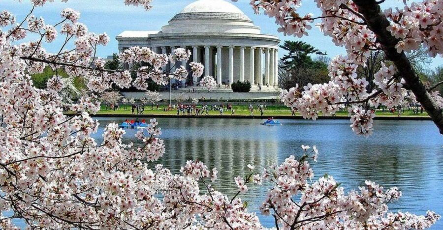 Washington DC : Cherry Blossom Walking Tour