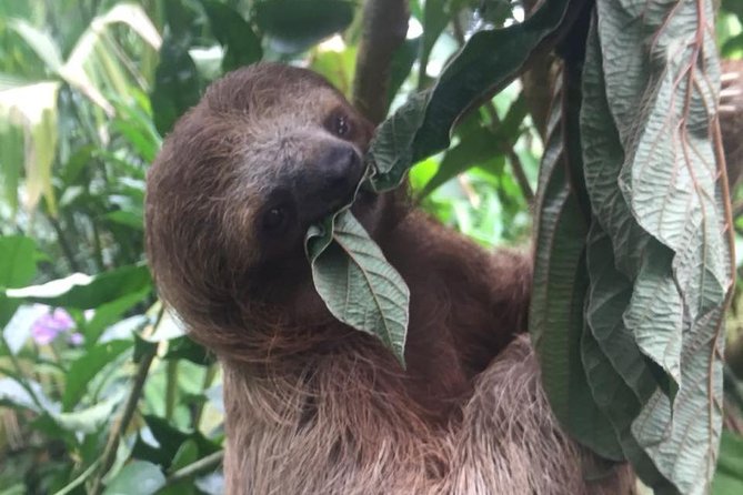 Waterfall Hike and Sloth Spotting From Guanacaste (Feb ) - Good To Know