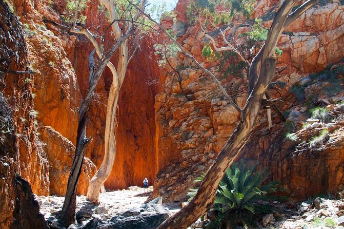 West Macdonnell Private Tour With Transfer - Tour Highlights