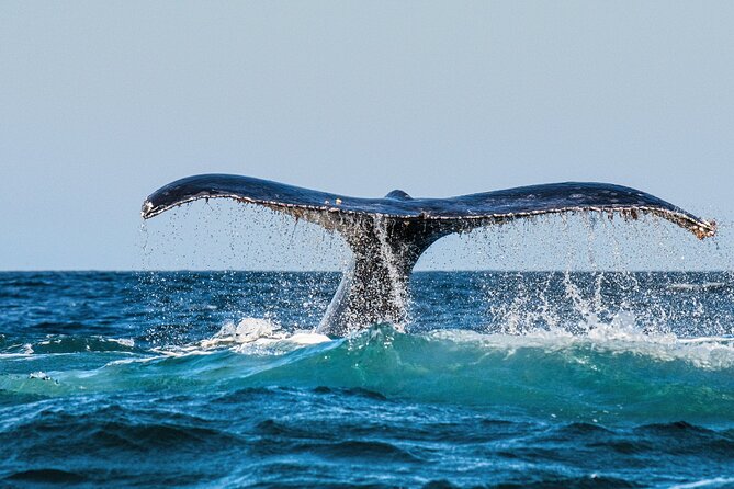 Whale and Dolphin Watch Boat Cruise in Oahu - Good To Know
