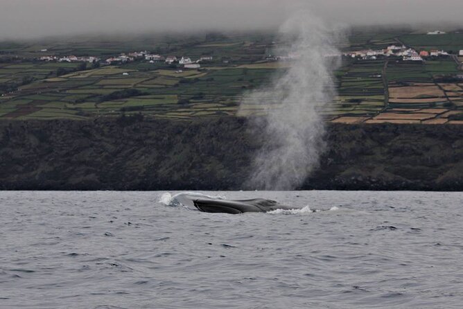 Whale and Dolphin Watching in Terceira Island - Good To Know