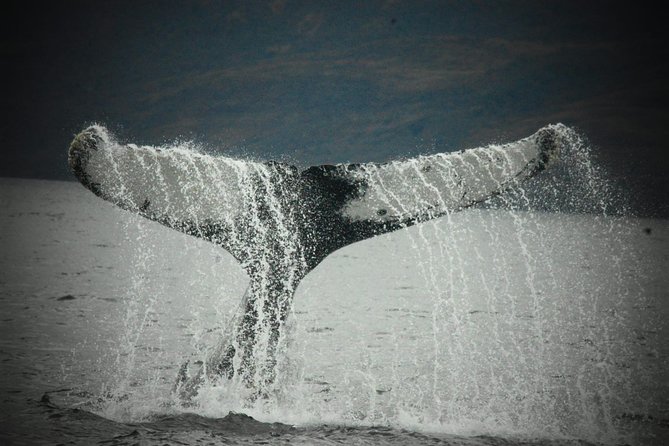 Whale and Glacier Watching From Punta Arenas Francisco Coloane Park - Good To Know