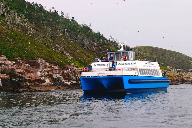 Whale and Puffin Watching Tour - Good To Know