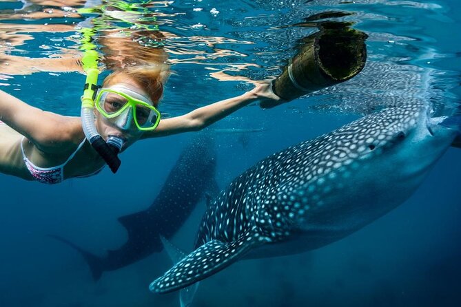 Whale Shark Encounter and Sumilon Sandbar With Tumalog Falls