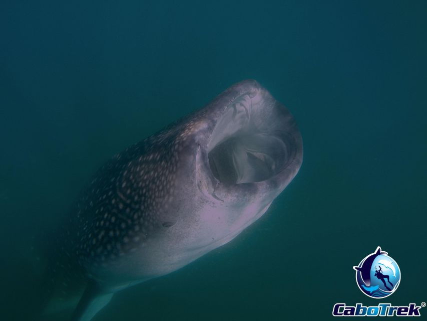 Whale Shark Experience - Good To Know
