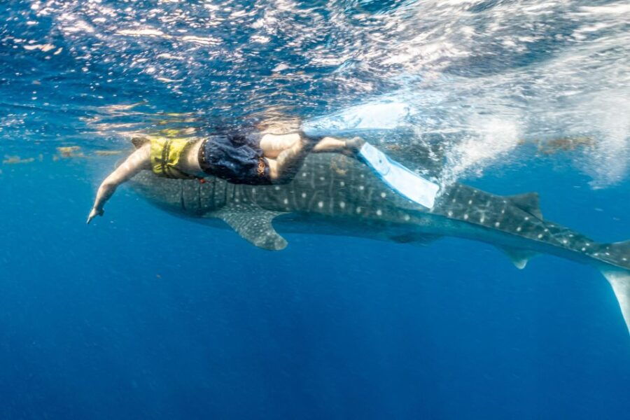 Whale Shark Snorkeling Tour