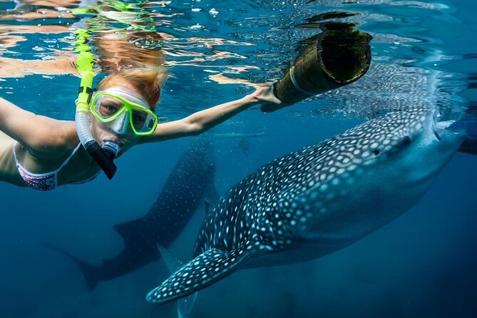Whale Shark Swimming, Sumilon Sandbar and Kawasan Falls Tour