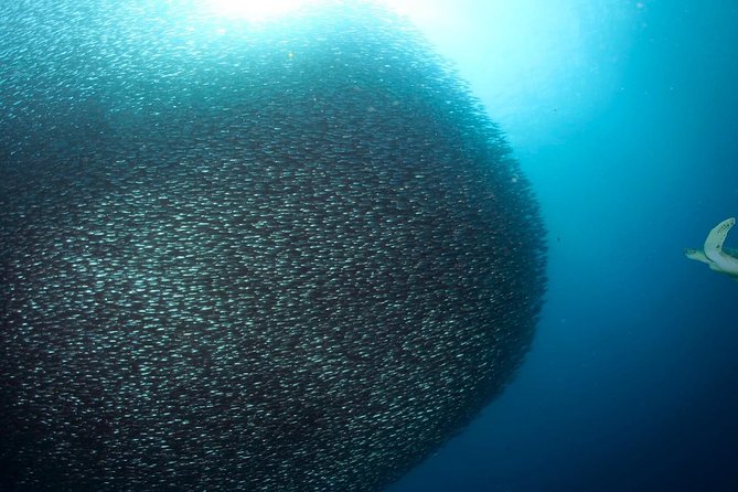 Whale Shark & Tumalog Falls & Pescador & Sardine Run & Turtle