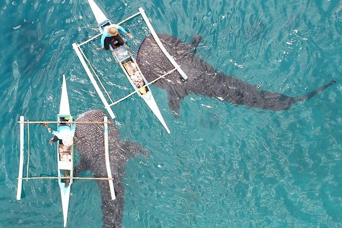 Whale Shark With Tumalog Falls & Sumilon Sandbar