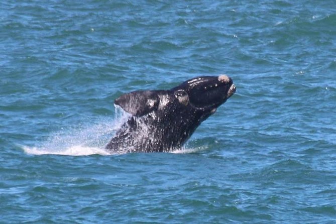 Whale Tour - Good To Know