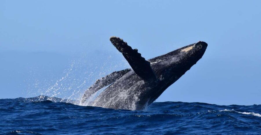 Whale Watch Cabo: Group Whale Watching Tour - FREE Photos - Good To Know