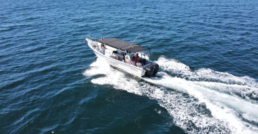 Whale Watching Adventures: Get Up Close and Personal
