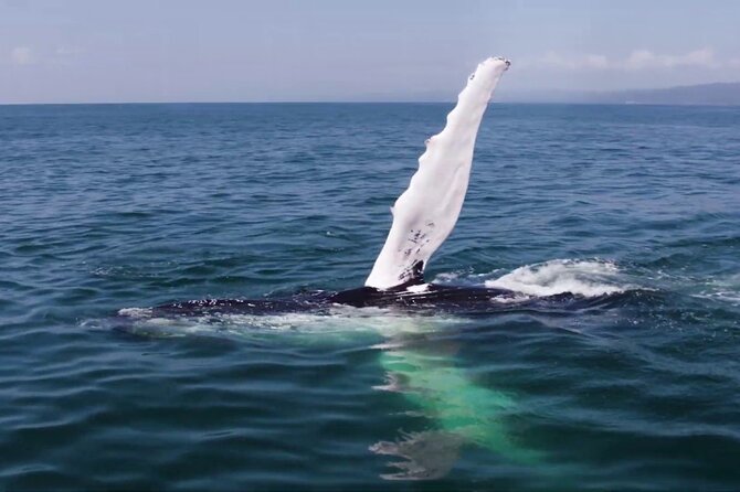 Whale Watching and Montana Redonda - Good To Know